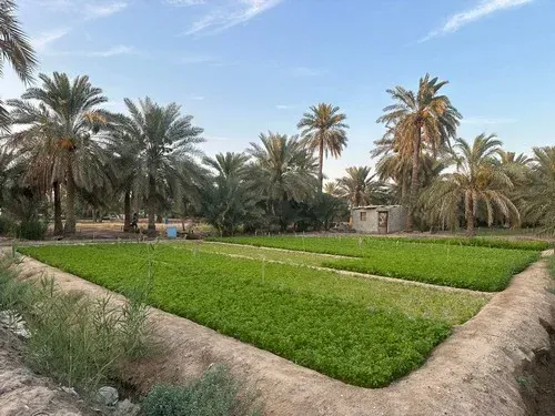 القطيف الخضراء
