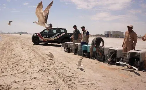 الشرقية.. 60 طائرًا بحريًا يحلقون في سماء شاطئ العزيزية