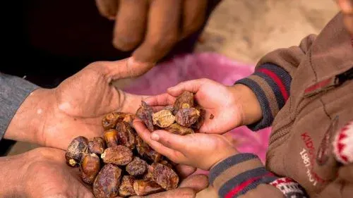 أرامكو تكشف التفاصيل.. استخدام نوى التمر في حفر آبار البترول والغاز