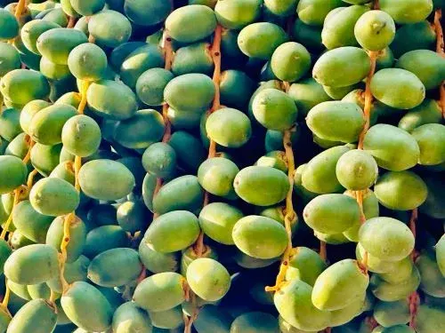 خلال بكيرات