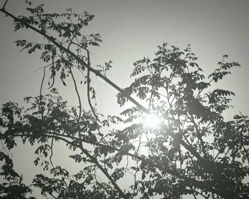 سماء القطيف صافية