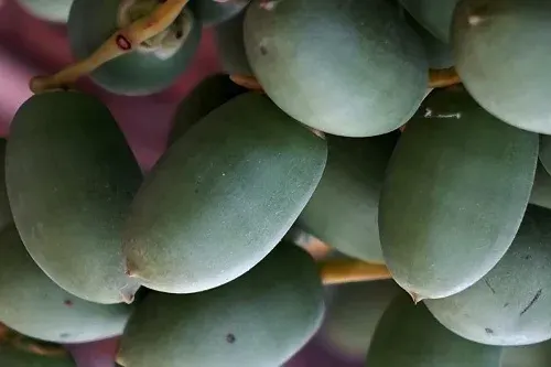 خَلال غُرَّهْ
