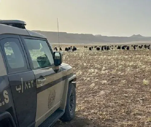 تم القبض.. قاطع أشجار وتاجر حطب وراعي أغنام في محمية