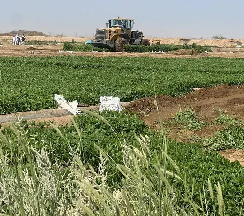 في مكة.. إزالة 4 مزارع تُسقى بمياه الصرف الصحي