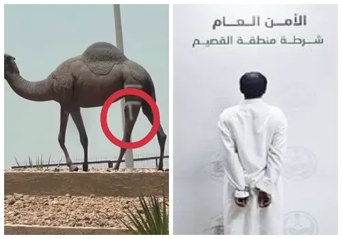 فيديو] القبض على سعودي “خربش” على مجسم ناقة