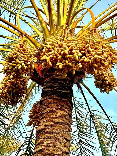 الغُرّة.. اسمٌ أصيل في بلاد البحرين.. والأحسائيون غيّروه إلى “الغُرْ”