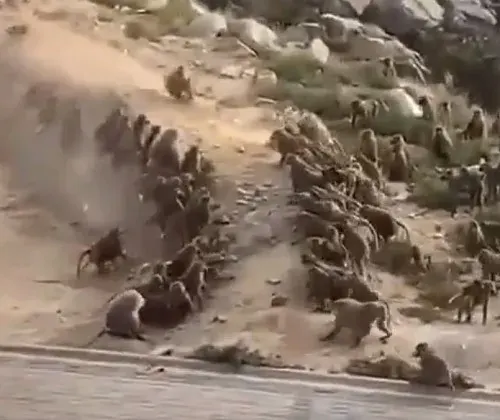قرود البابون في النماص تحت السيطرة