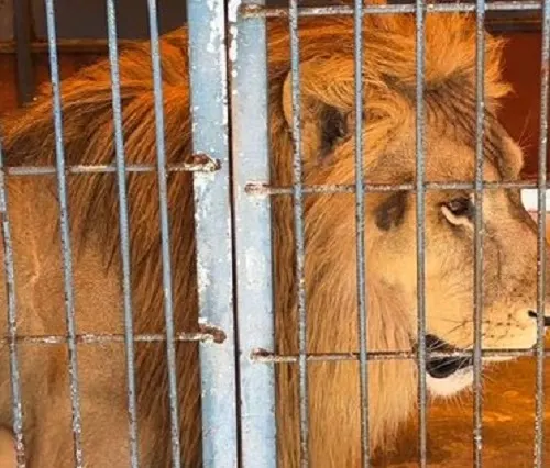 مربي أسد في قبضة الأمن البيئي