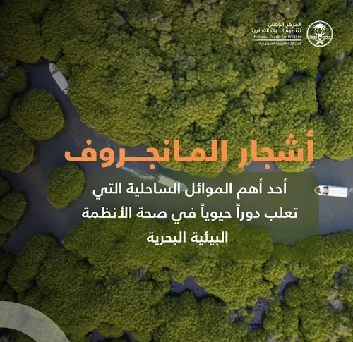 المنغروف.. حارس البحر