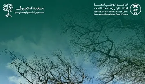 صون النظام الإيكلوجي لغابات المنغروف في سيهات