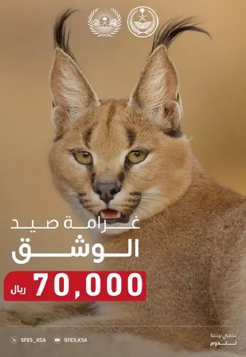 الأمن البيئي: غرامة صيد “الوشق” 70 ألف ريال
