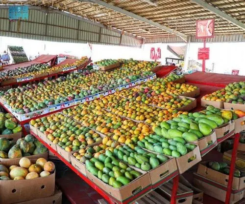 السعودية تحقق اكتفاء ذاتياً من المانجو بنسبة 68%