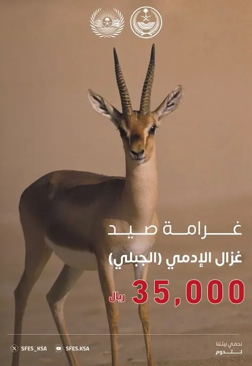 35000 ﷼.. غرامة صيد ظبي الإدمي “الجبلي”