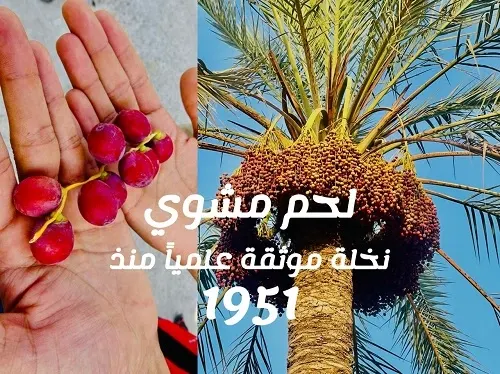 فيديو] لحم مشوي.. نخلة موثقة علمياً في القطيف منذ 1951م