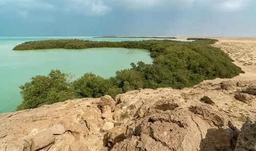 زراعة 13 مليون شتلة لتعزيز غابات المانجروف على سواحل المملكة
