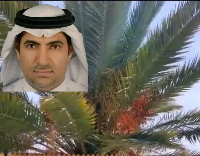 نخلة أحد رفيدة.. عوامل كثيرة وتفاعل معقد