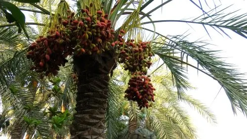 فيديو] عبيدة.. بنت العوامية