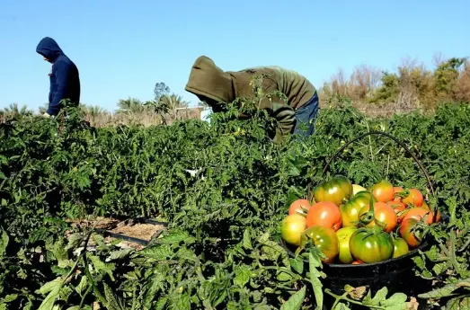 خيرات القطيف تغذي الأسواق بأكثر من 29 طنًا من المحاصيل