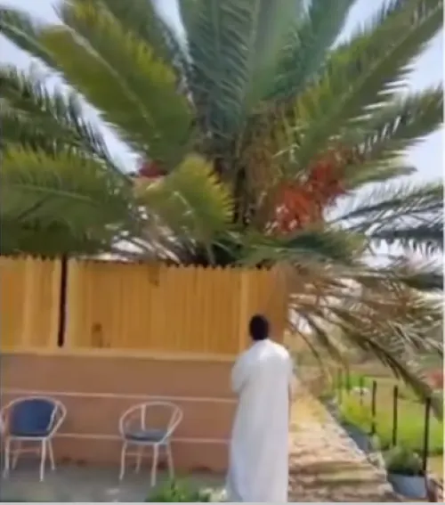 مدير أبحاث نخيل القطيف السابق: هرمون الفلورجين وراء حالة نخلة أحد رفيدة
