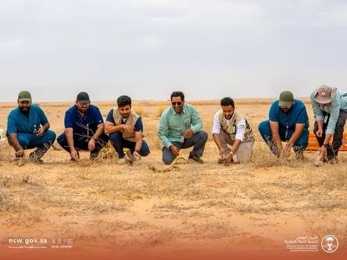 إطلاق 21 ضبًا في محمية الملك خالد الملكية