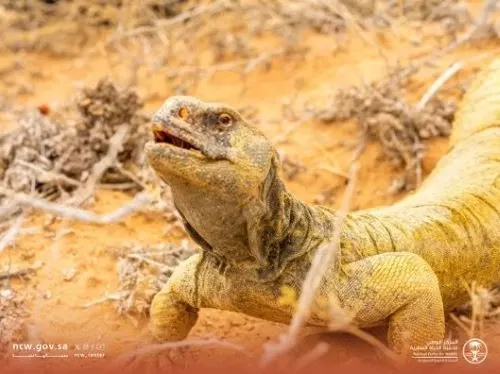 فيديو] الضبّ يعيش عصره الذهبي في السعودية