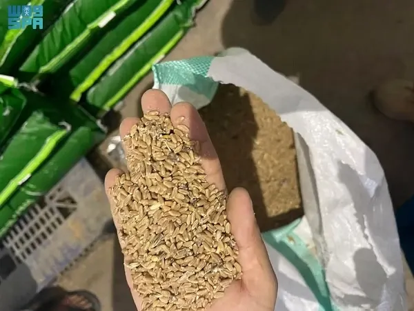 في الرياض.. الإيقاع بمصنع يحول القمح إلى أعلاف