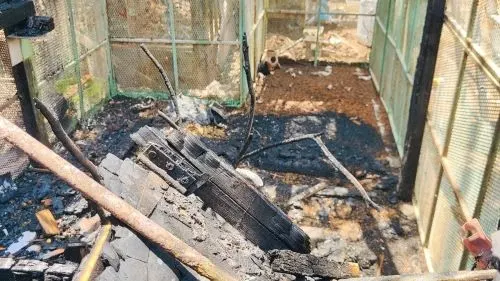 تحت الشمس.. تدخُّل قياسي لإنقاذ حيواناتٍ وطيور من حريق زراعي في القطيف