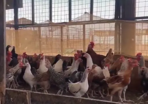 “الإرشاد الزراعي”: 5 تنبيهات لمربي الدجاج والحمام