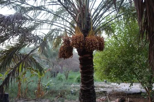 فيديو] نخلة خصبة ارزيز.. الثروة المهدرة في القطيف