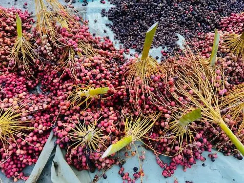 وعچة الچناديد