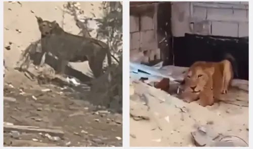 الشرقية.. السيطرة على أُسود ظهرت في مكان عام