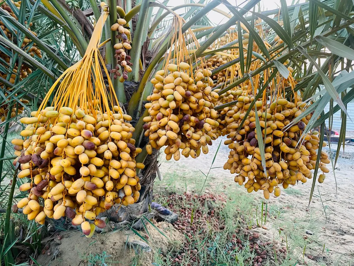 فيديو] خواجي.. صديق الربيانة
