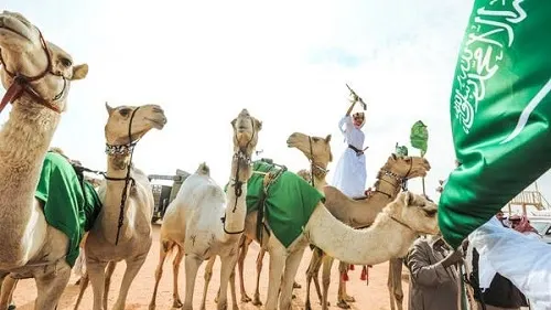 في السعودية.. جلود الإبل تدخل عالم الأزياء و الموضة