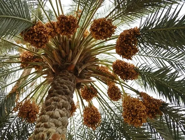 فريق علمي لدراسة ضعف منتج تمور الأحساء موسم 2024م