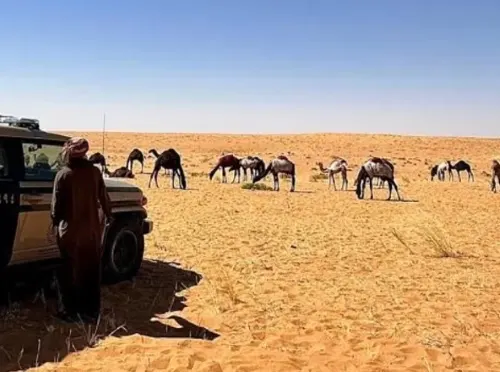 ضبط “خليجي” يرعى 25 متنًا من الإبل بمحمية الإمام تركي