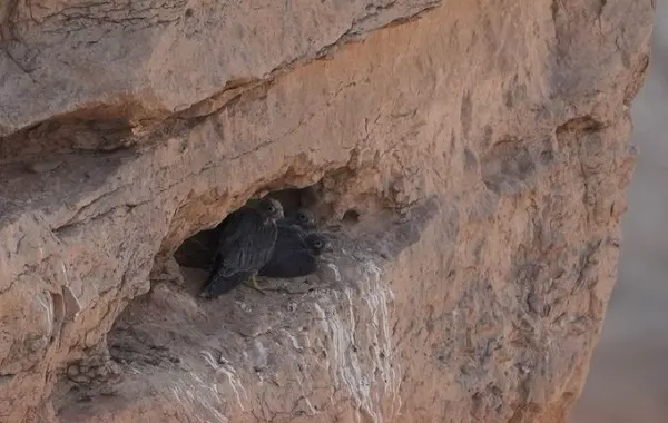 حالة نادرة.. صقر الغروب يعشش في محمية الوعول