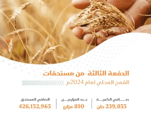 صرف 426 مليون ريال مستحقات الدفعة الثالثة لمزارعي القمح