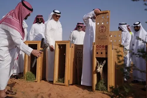 بـ 15 ظبي ريم .. تدشين موسم إطلاق الكائنات المهددة بالانقراض
