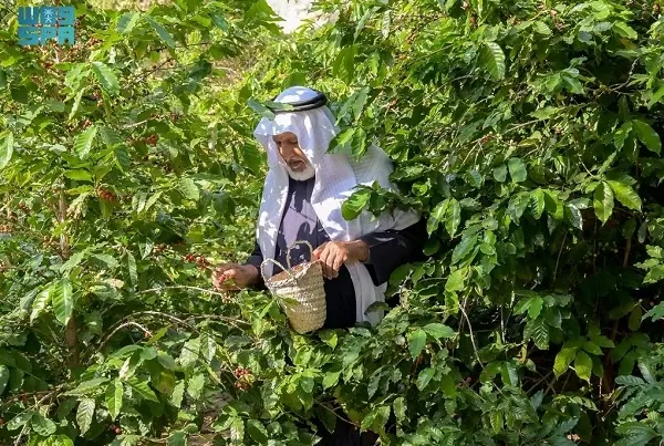 الكيلو بـ 300 ريال.. “البُن الشدوي” الأفضل عالمياً