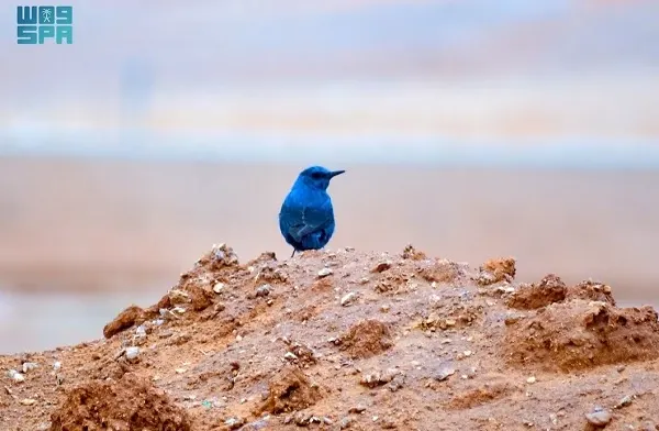 “سمنة الصخور الزرقاء” في الحدود الشمالية مهاجراً