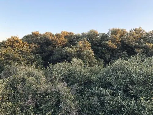 منجروف صفوى