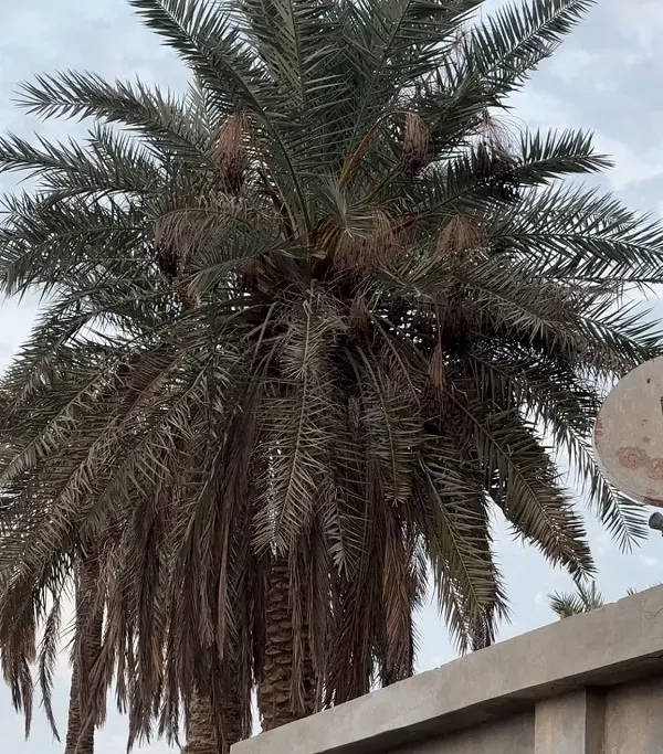 فيديو] في القطيف.. نخيل “وحشية” بلا “ترويس” ولا “تحدير” ولا “خراف” ولا صرام