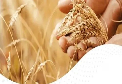 صرف 23 مليون ريال لمزارعي القمح المحلي بالأحساء