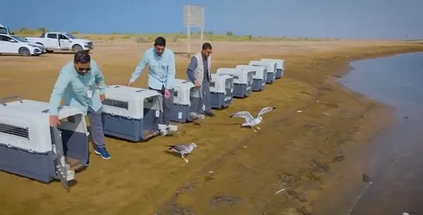 إطلاق 16 طائرًا بحريًا في خور وحلان بجيزان
