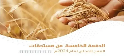 27.8 مليون ريال نصيب مزارعي الأحساء من مستحقات القمح
