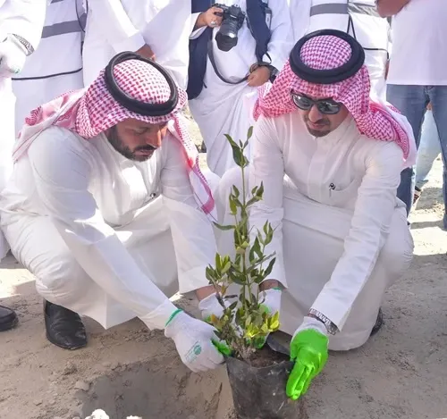 غرس 100 ألف شتلة مانجروف في القطيف