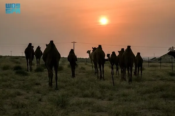 إبل السَّواحل