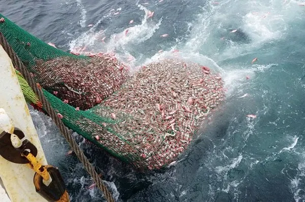 البحرين تُبعد 3 بنغاليين اصطادوا روبيان بشباك ممنوعة