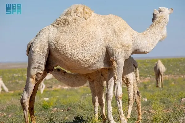 غذاء ودواء