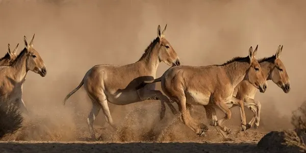 بعد غياب قرن.. الحُمُر البرية تعود إلى طبيعة المملكة